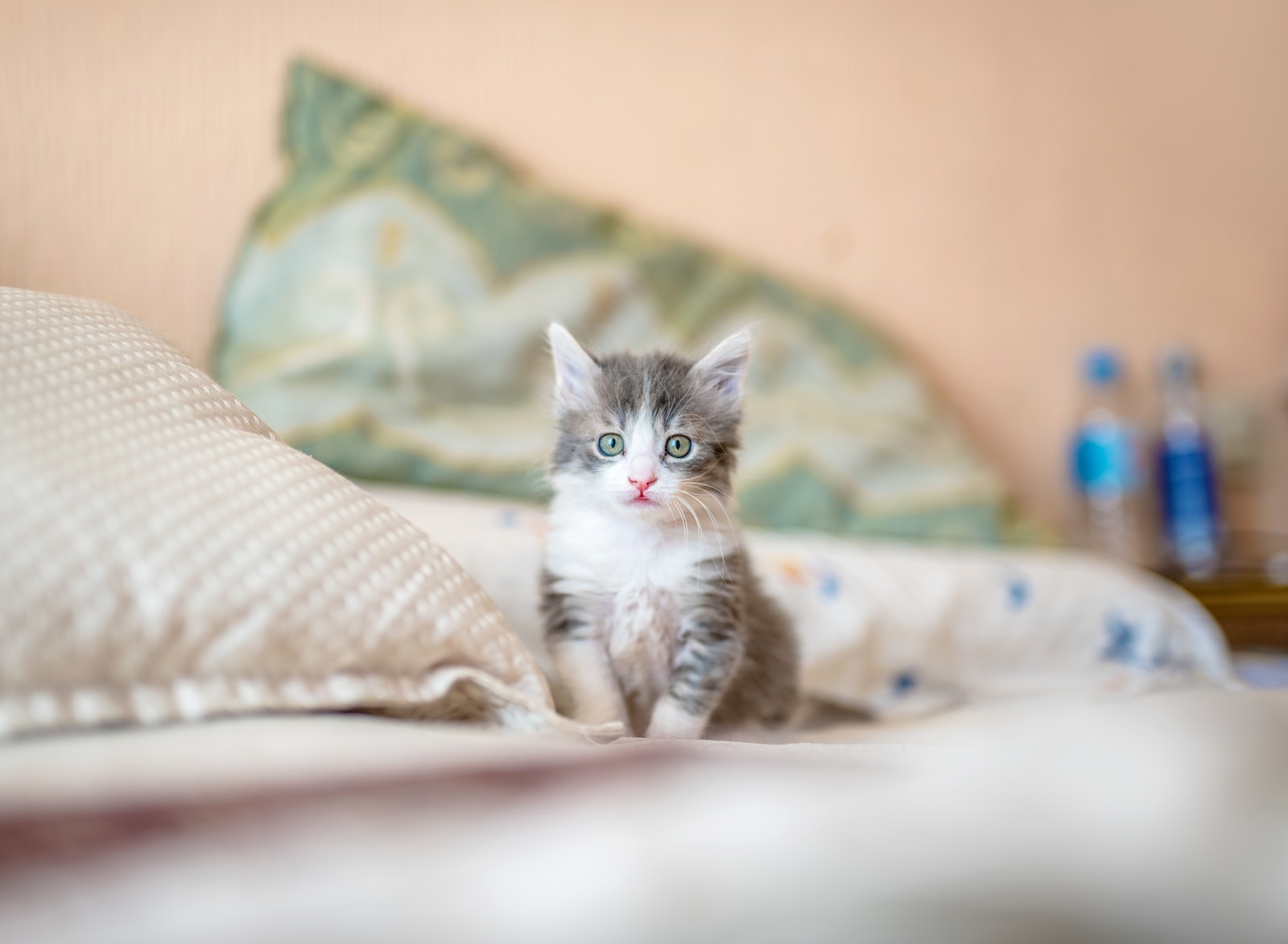 Munchkin cat